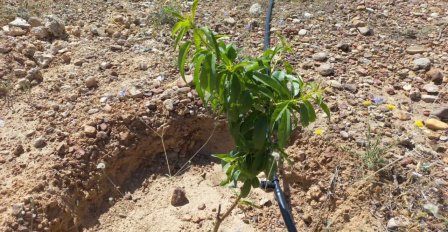 ایجاد فضای سبز در جهت بهبود درآمد اختصاصی با استفاده از درختان مثمر